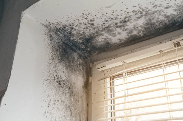 Affordable Mold Cleanup solutions in Clifton, TX